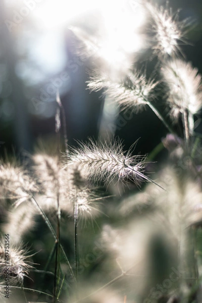 Fototapeta Gräser 2