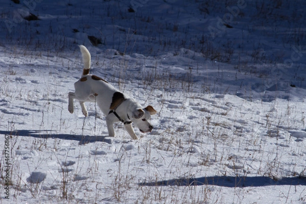Obraz A spasso col cane