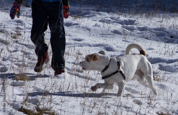 Obraz A spasso col cane