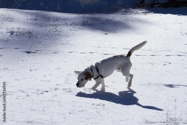 Obraz A spasso col cane