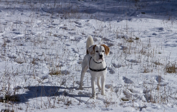 Obraz A spasso col cane