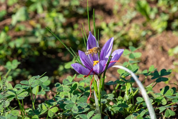 Fototapeta Fiore di zafferano con ape intenta a bottinare