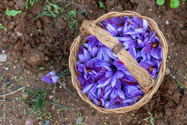 Fototapeta Cestino di vimini pieno con dei fiori di zafferano