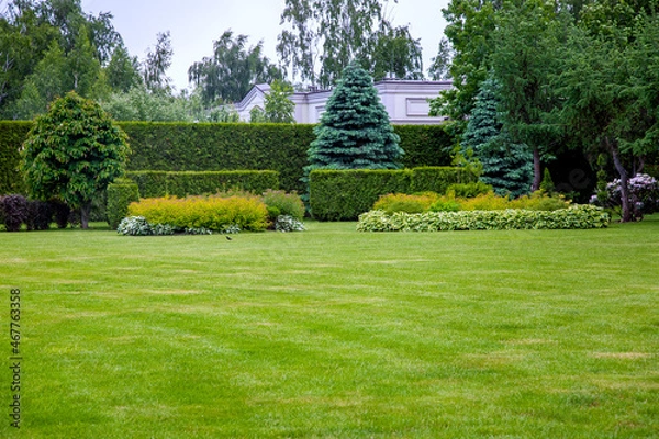 Obraz landscape design of a glade with green grass and copy space in the background hedge of evergreen thuja and leafy bushes and trees in the backyard garden.