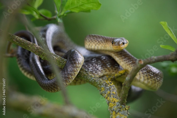Obraz Aesculapian snake on a tree branch