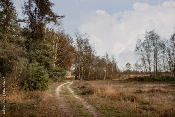 Fototapeta Autumn forest scenery with footpath in autumn forest nature.