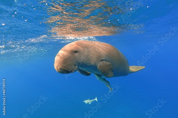Fototapeta Dugong with remora swimming underwater, front view. Rare sea mammal