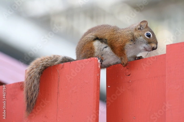 Obraz écureuil