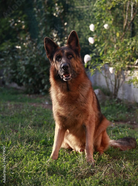 Obraz Berger Allemand assis
