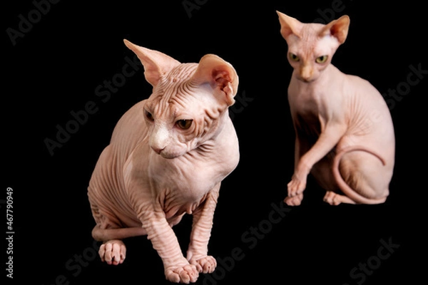 Obraz Two sphynx cats sitting on the black background