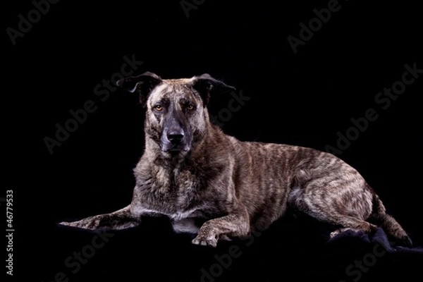 Obraz aufmerksamer hund