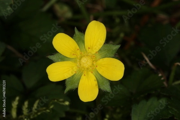 Fototapeta Macro photograph of yellow false strawberry flower with dark background