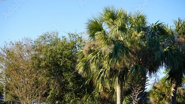 Obraz Palm Tree Park