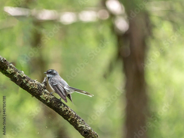 Obraz Fantail Tail Angled