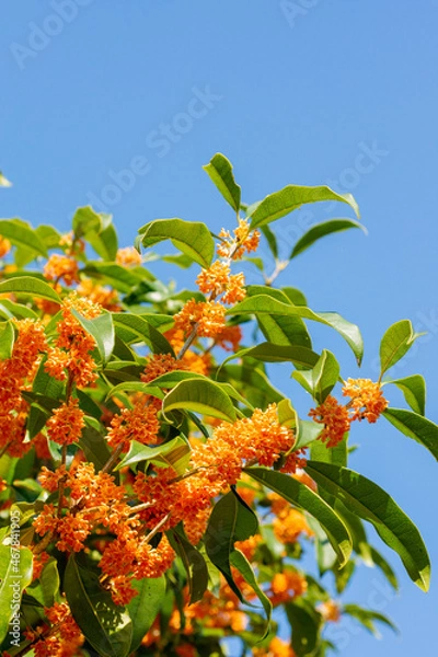 Obraz 金木犀の花の香　鹿児島県出水市