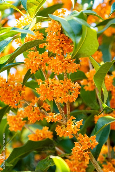 Obraz 金木犀の花の香　鹿児島県出水市