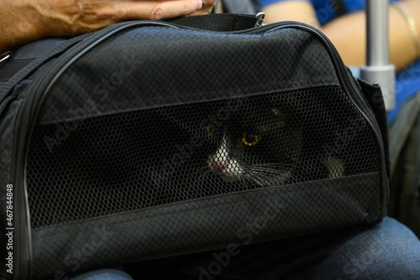 Obraz The cat is carried in a bag to the vet