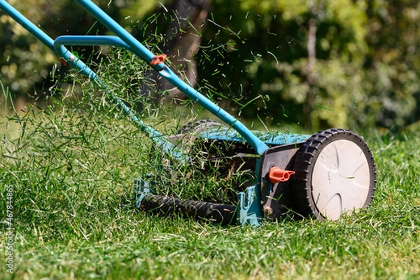 Obraz lawn mowing with a manual drum lawn mower