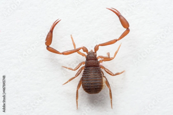 Obraz Super macro of Pseudoscorpion on the page of book.