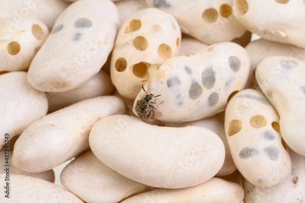 Fototapeta beetles ( Acanthoscelides obtectus ) are sitting on bean seeds.