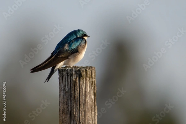 Obraz Blue Bird on a Post