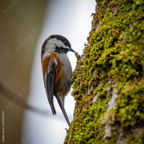 Fototapeta Nuthatch on Mossy Tree