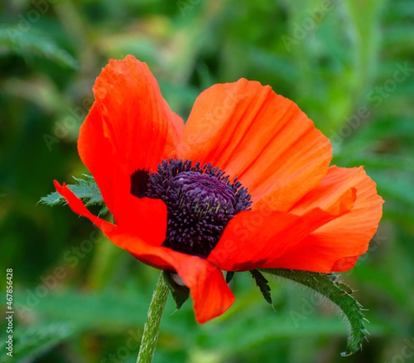 Fototapeta red poppy flower