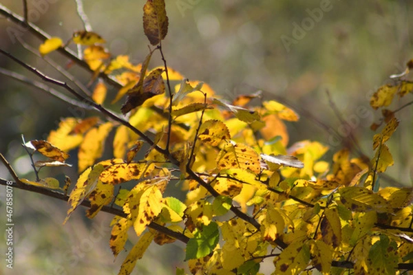 Fototapeta Autumnal yellow american elm leaves closeup view with blurred background