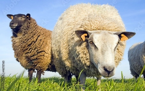 Fototapeta Owce na trawie patrząc w obiektyw