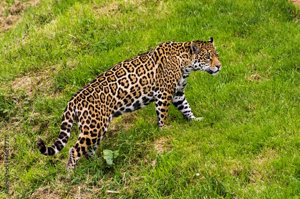 Obraz Jaguar (Panthera onca)