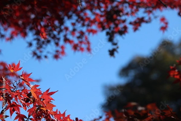 Fototapeta 紅葉と日本の秋 龍姫湖 温井ダム四季折々の広島県山県郡安芸太田町大字加計