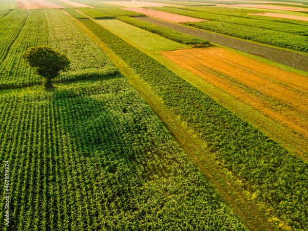 Fototapeta One Tree Stand Out of Crop Fields in Picturesque Countryside Landscape