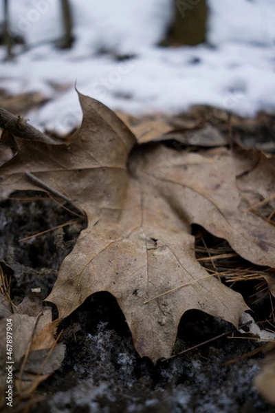 Fototapeta Leaf in winter