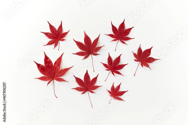 Obraz Composition of red decorative beautiful maple leaves on white background. Flat lay, top view minimal neutral floral arrangement. Japanese maple, acer palmatum.