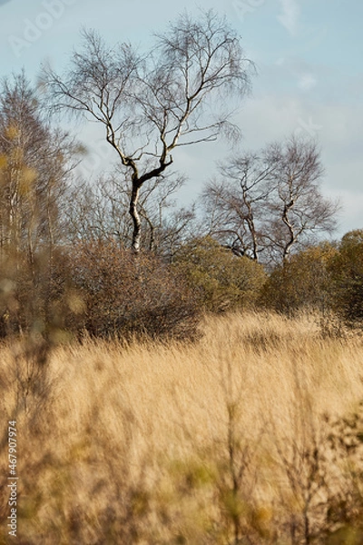 Fototapeta High Fens landscape in Fall. Forest in Autumn.