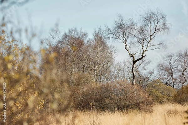 Fototapeta High Fens landscape in Fall. Forest in Autumn.