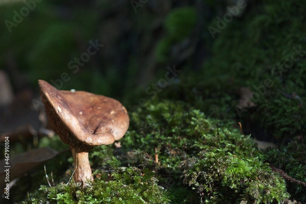 Fototapeta Champignon sur lit de mousse