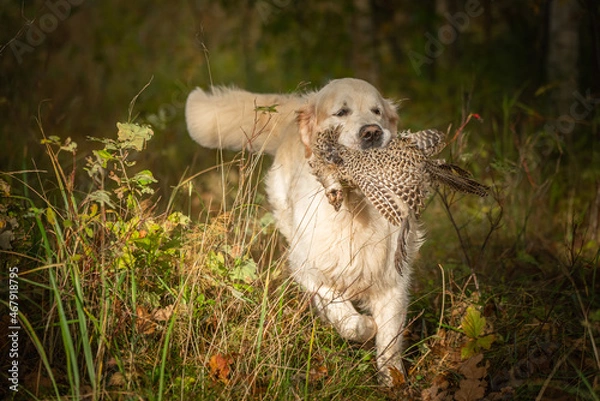 Fototapeta Beautiful golden retriever carrying a shot down game in its mouth.