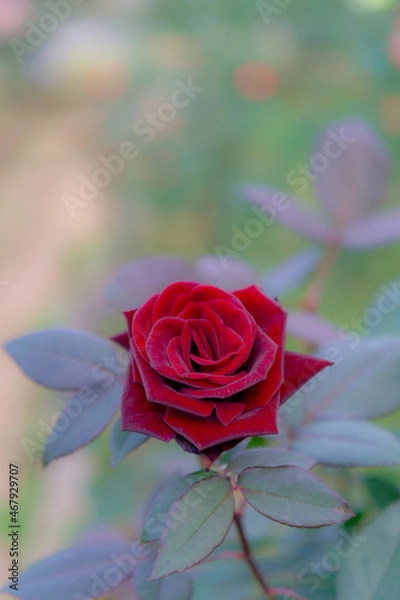 Fototapeta 東京都渋谷区代々木にある公園に咲くバラの花