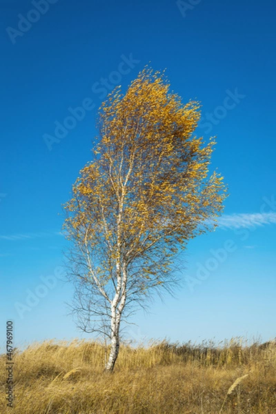 Fototapeta One birch tree in an empty field, rural autumn landscape