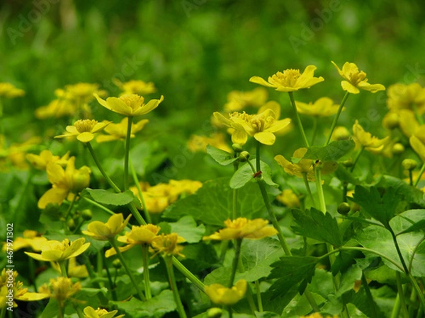 Fototapeta kaczeńce