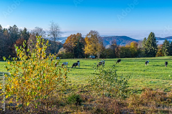 Obraz Schwarzwald ,Herbst 