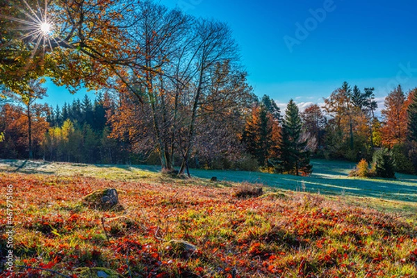 Obraz Schwarzwald ,Herbst 
