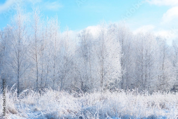 Obraz snow-covered winter birch forest against the blue sky..