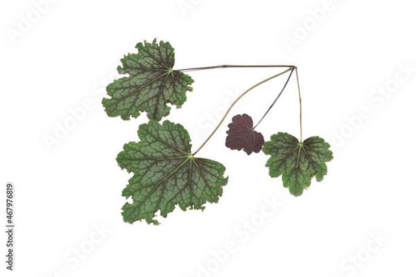 Obraz Dried autumn vine leaves arranged in a border corner design and isolated on a white background. 