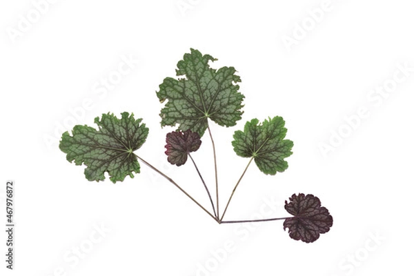 Obraz Dried autumn vine leaves isolated on a white background arranged in corner border design. 