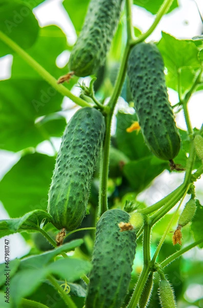 Fototapeta Harvest cucumbers on the branches. Selective focus.