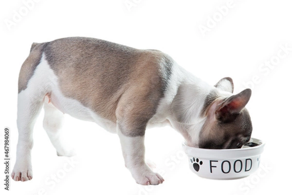 Fototapeta Puppy eats isolated on the while