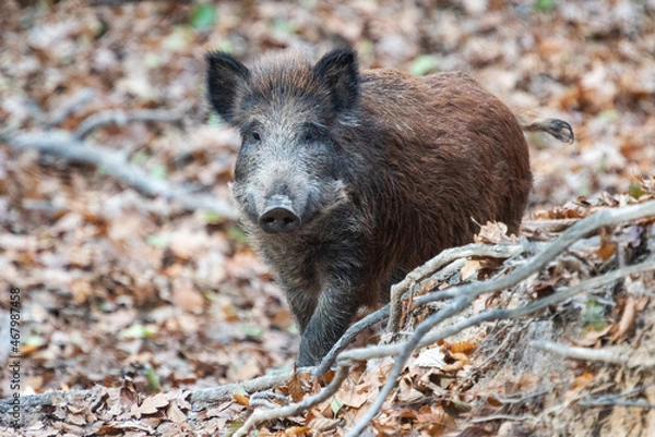 Obraz Wild boar in autumn forest