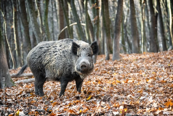 Obraz Wild boar in autumn forest